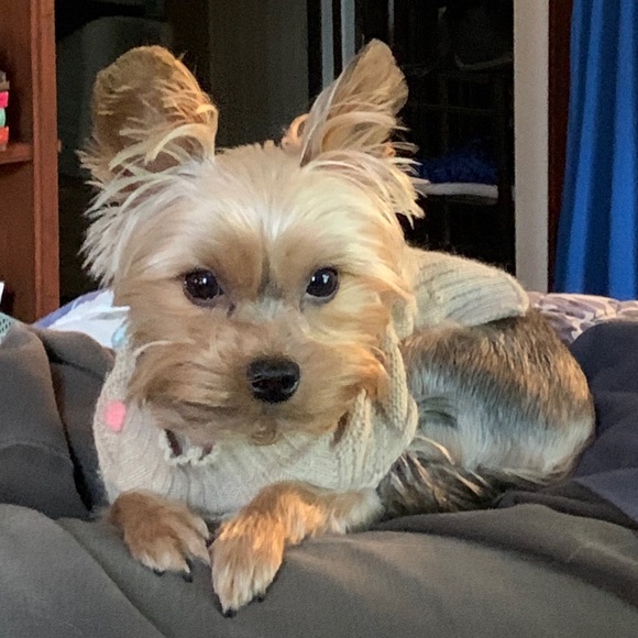 Meet your Posher, Kathryn Elizabeth Topper - Picture 3 of 4